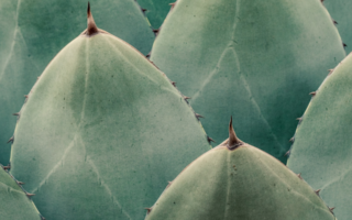 pianta di agave per ricavare la fibra sisal per il settore tessile