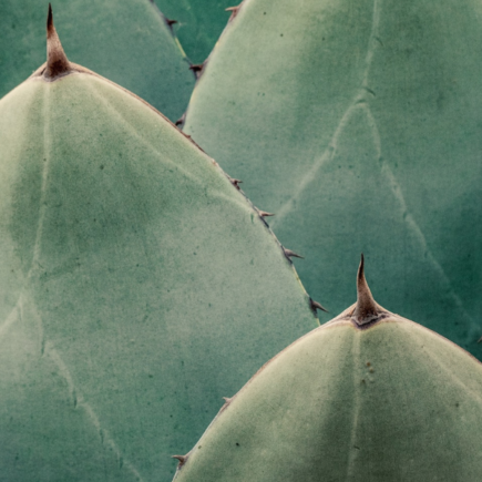 pianta di agave per ricavare la fibra sisal per il settore tessile