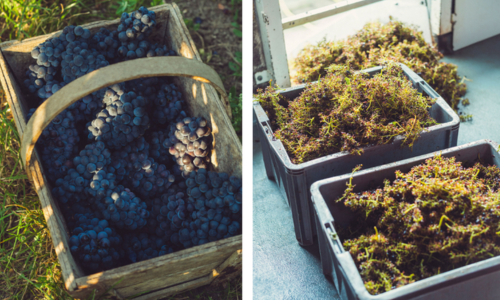 le uve della vigna di Veuve Clicquot usate per realizzare la borsa ecosostenibile firmata Stella McCartney