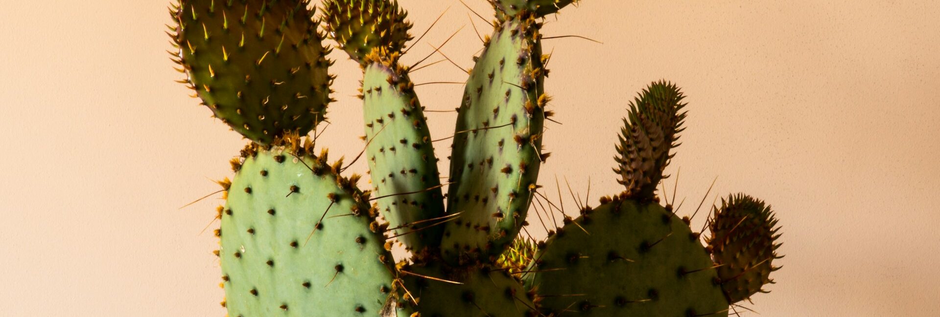 la pelle vegetale ricavata dalle foglie di cactus