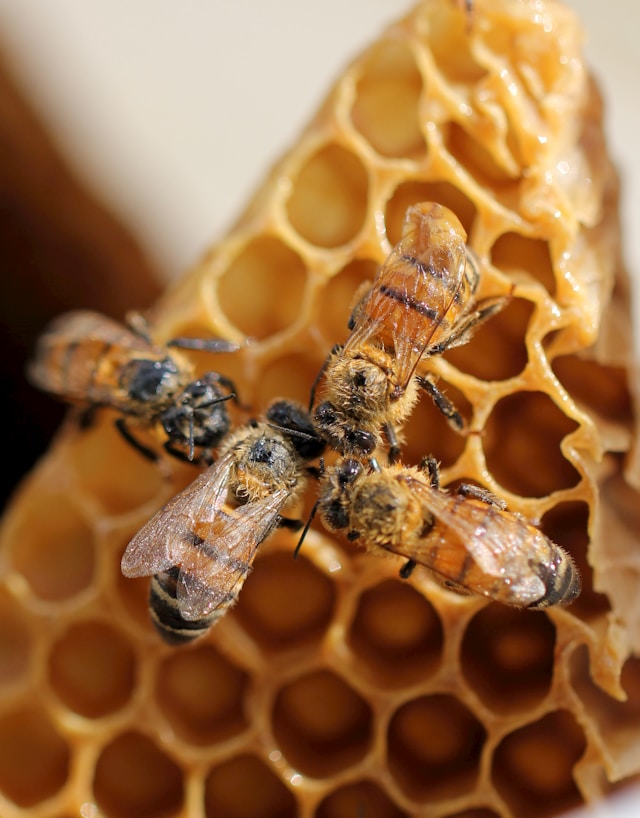 Le api che lavorano e producono cera d'api usata per la cera di cupra