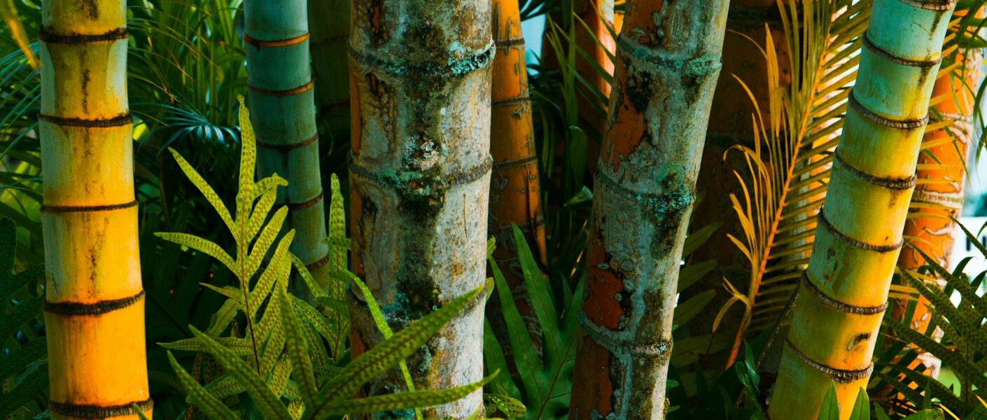 Fibra di bamboo: tra i tessuti ecologici del futuro. Sì o no?