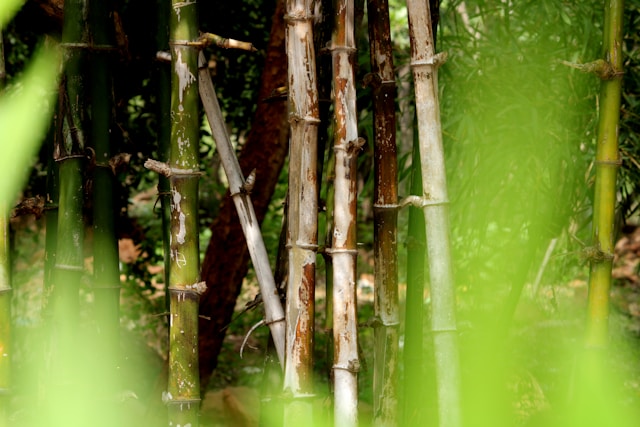 Come si ricava il filato dalle piante di bamboo?